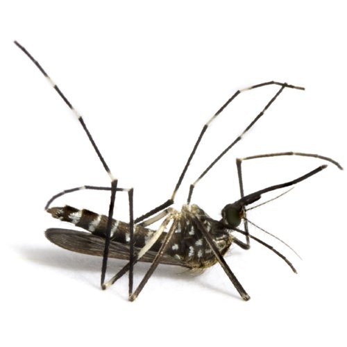 mosquito1