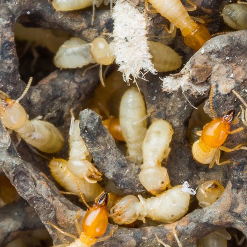 termite1